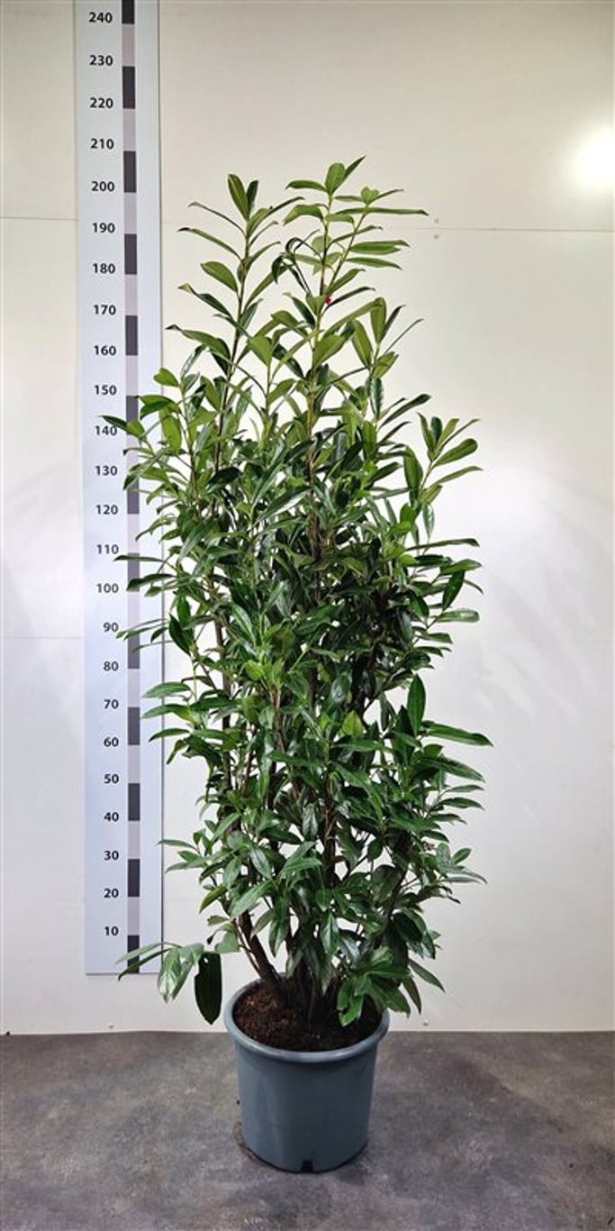 Prunus l. 'Caucasica' - C20 150-175 CM